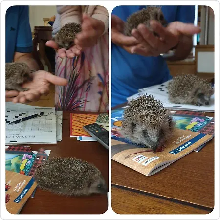 Casa Dos Ouricos Holiday home