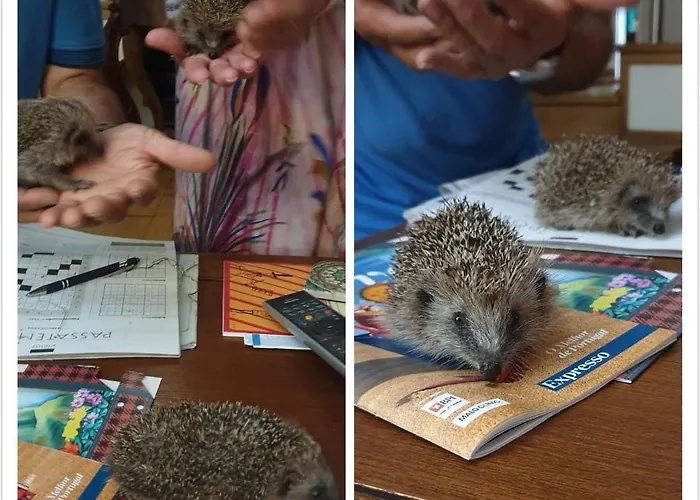 Casa Dos Ouricos بيت للعطل